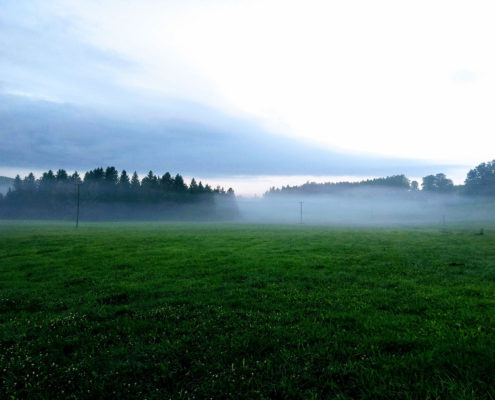 Wiese im Nebel